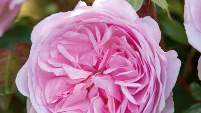 Grand Prix – 10è édition : Rosa OLIVIA ROSE AUSTIN® ‘Ausmixture’. Obtenteur : David Austin. ©SNHF